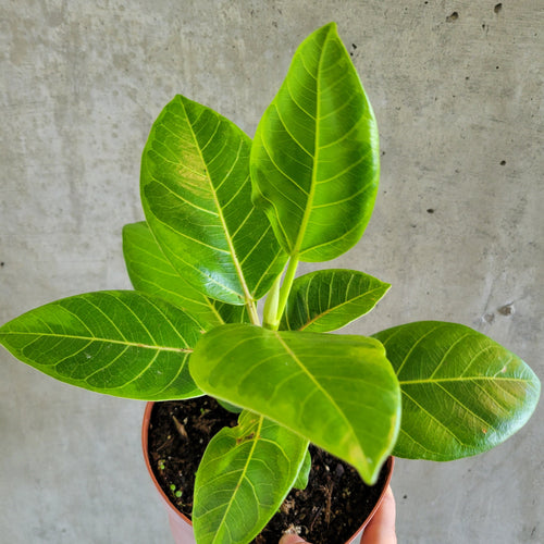 Ficus altissima with glossy green leaves and yellow-green veins