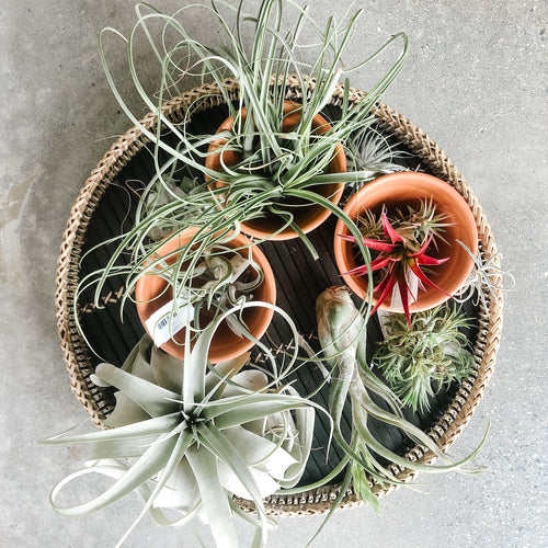 Assorted air plants in terracotta pots on a woven tray