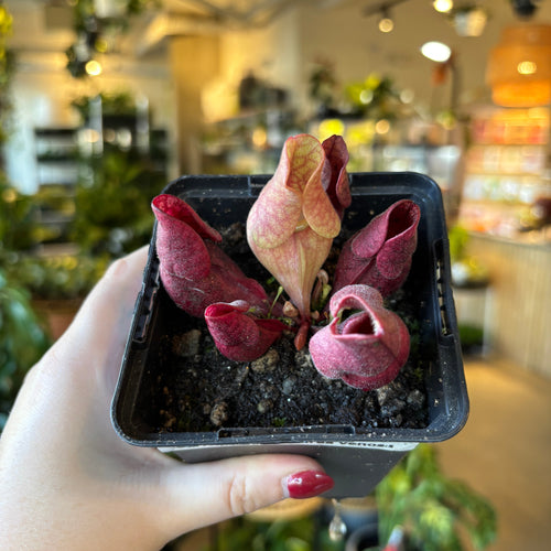 Sarracenia purpurea venosa with red-veined pitchers