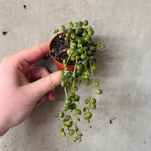 String of pearls trailing from a pot