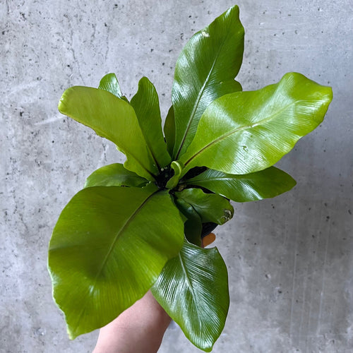 Bird's nest fern with wavy bright green fronds