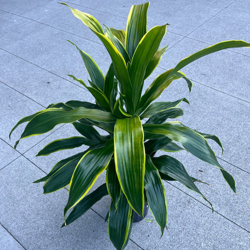 Dracaena 'Hawaiian Sunshine' with lime-striped leaves