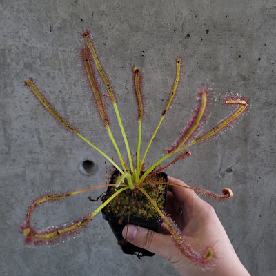 Cape Sundew