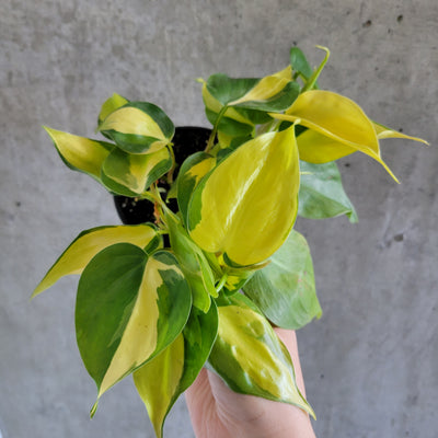 Hand holding a Philodendron Brasil with lime-striped leaves