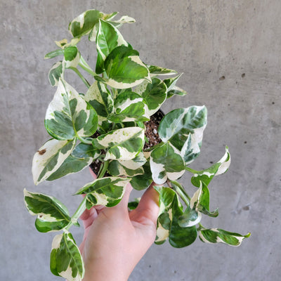 Hand holding a Pearls and Jade pothos