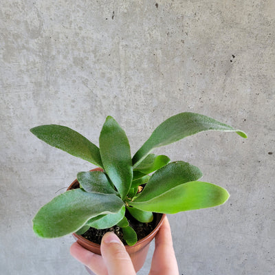 Hand holding a staghorn fern