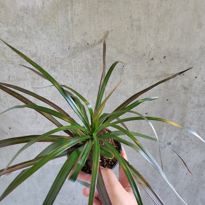 Close-up of thin Dracaena marginata leaves