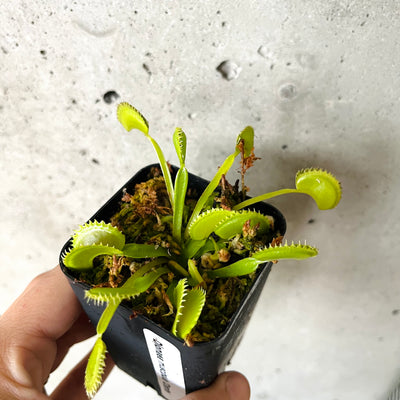 Hand holding a Venus flytrap with open traps