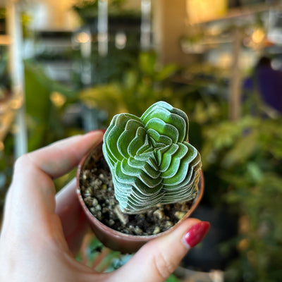 Hand holding a Crassula Buddha's Temple with stacked leaves