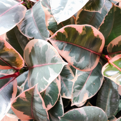 Close-up of pink and green Ruby Red rubber tree leaves