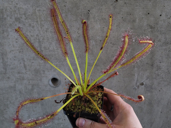 Cape sundew with long leaves covered in sticky red tentacles