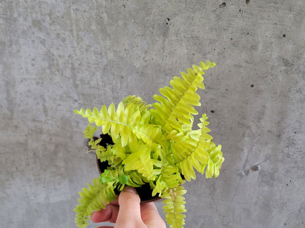 Golden Boston fern with bright lime fronds