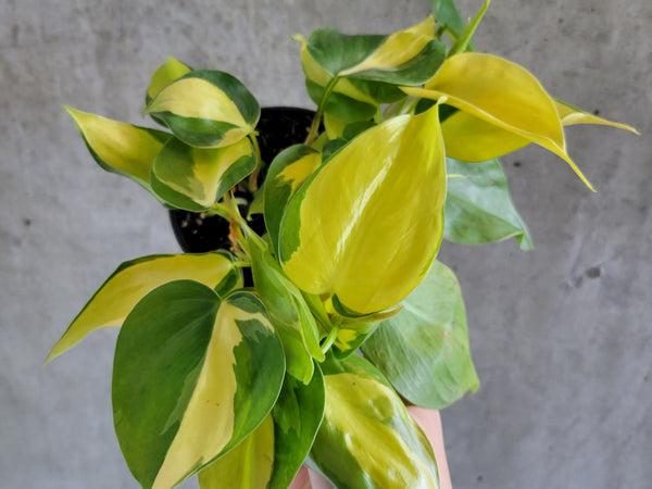 Philodendron Brasil with lime-striped heart-shaped leaves