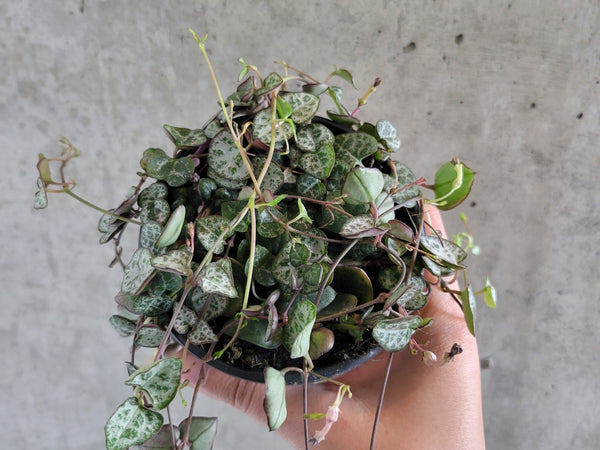 String of hearts with heart-shaped silver-patterned leaves