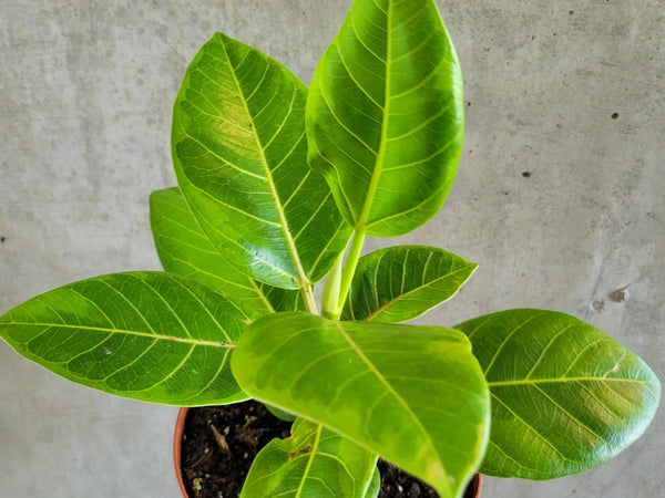 Ficus altissima with glossy green leaves and yellow-green veins