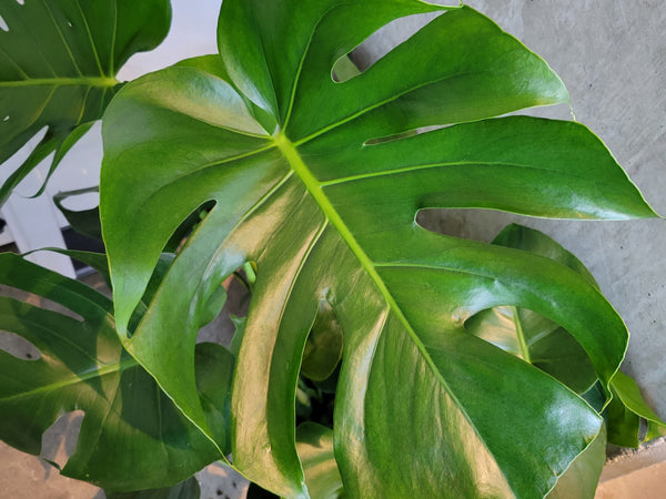 Large split leaf of a Monstera deliciosa