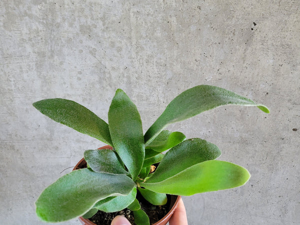 Staghorn fern with antler-shaped fronds