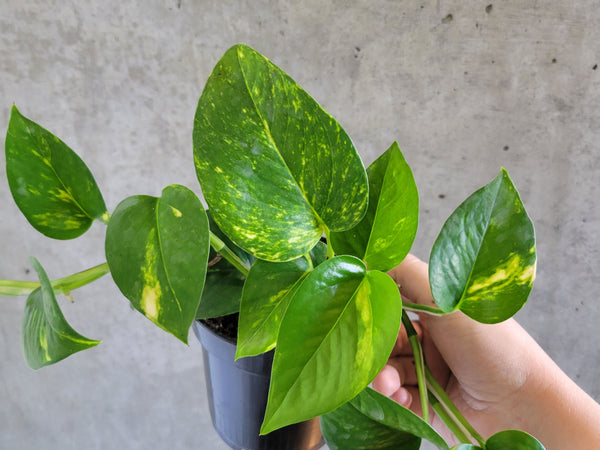 Golden pothos with green and yellow marbled leaves