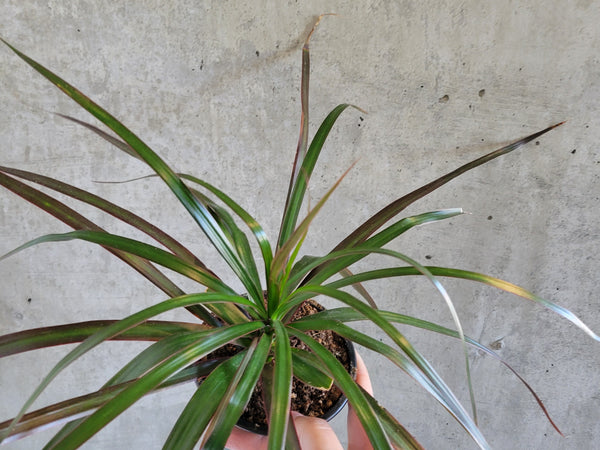Dracaena marginata with thin red-edged leaves