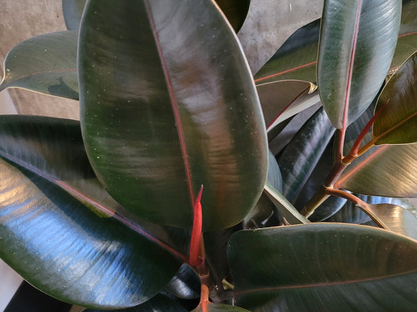 Burgundy rubber tree with glossy dark leaves and red new growth