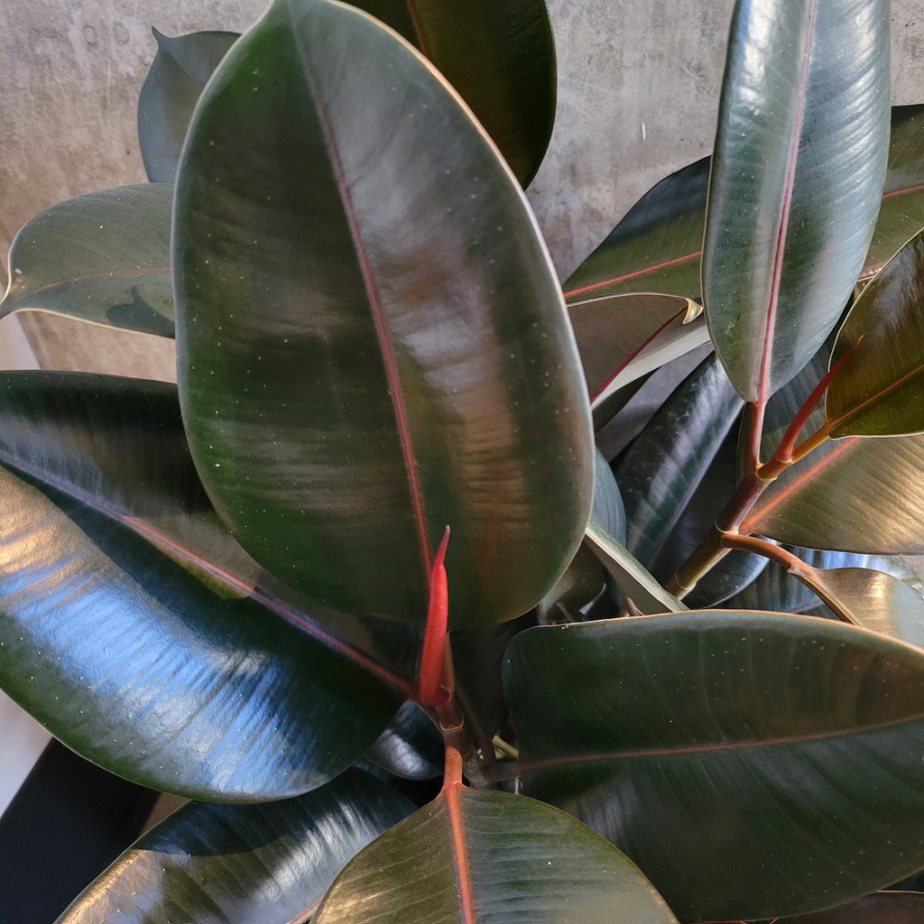 Burgundy rubber tree with glossy dark leaves and red new growth