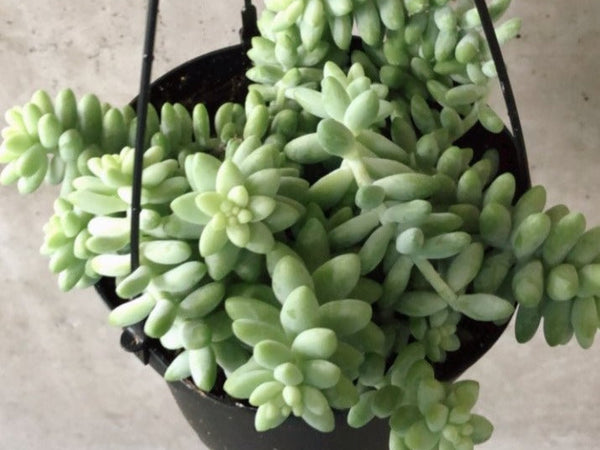 Burro's tail succulent in a hanging pot