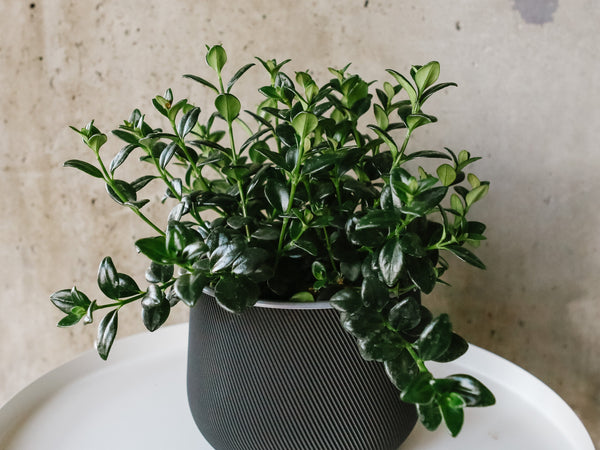 Goldfish plant with glossy leaves and orange fish-shaped flowers