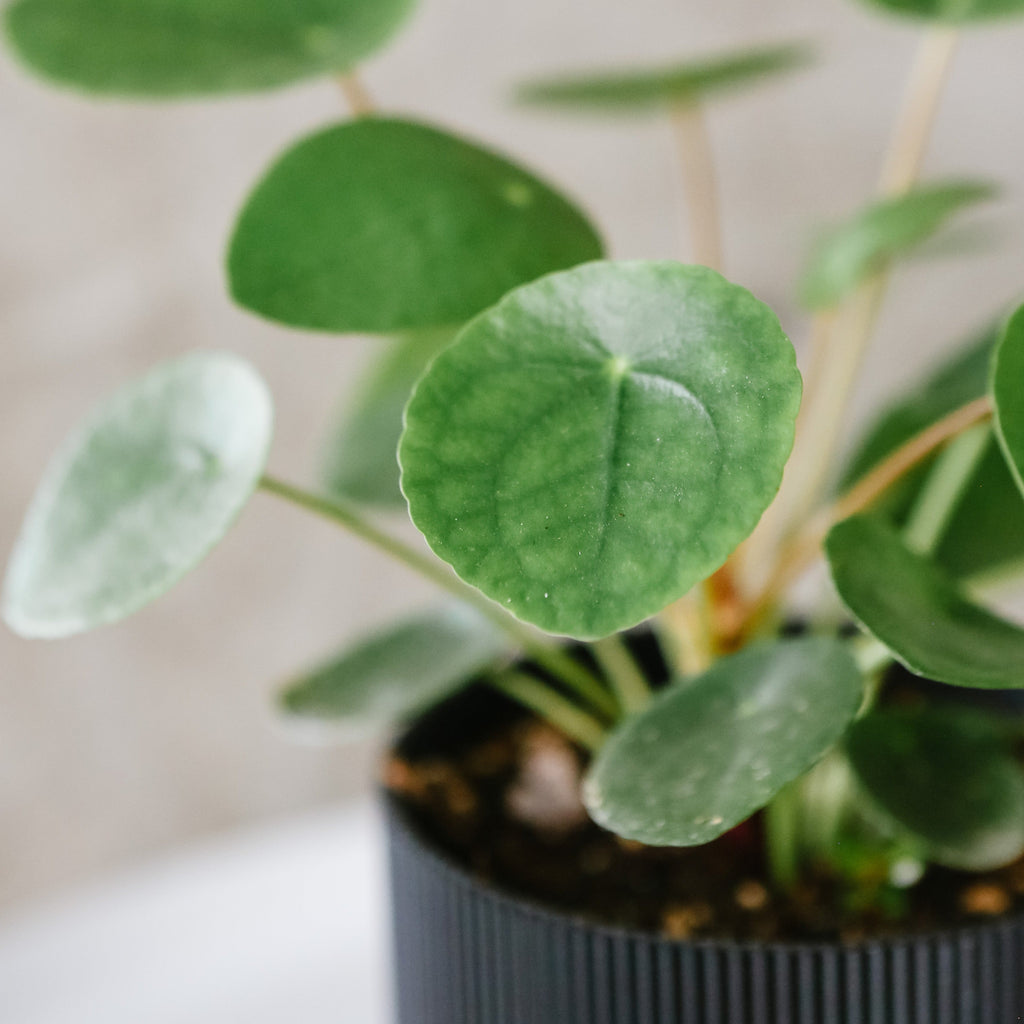 Pilea peperomioides with round coin-shaped leaves