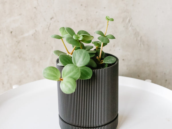 Peperomia Hope with round leaves in a black pot