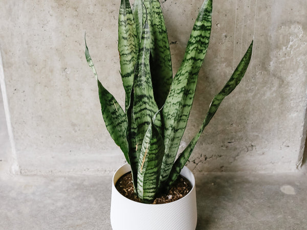 Snake plant with tall upright striped leaves in a white pot