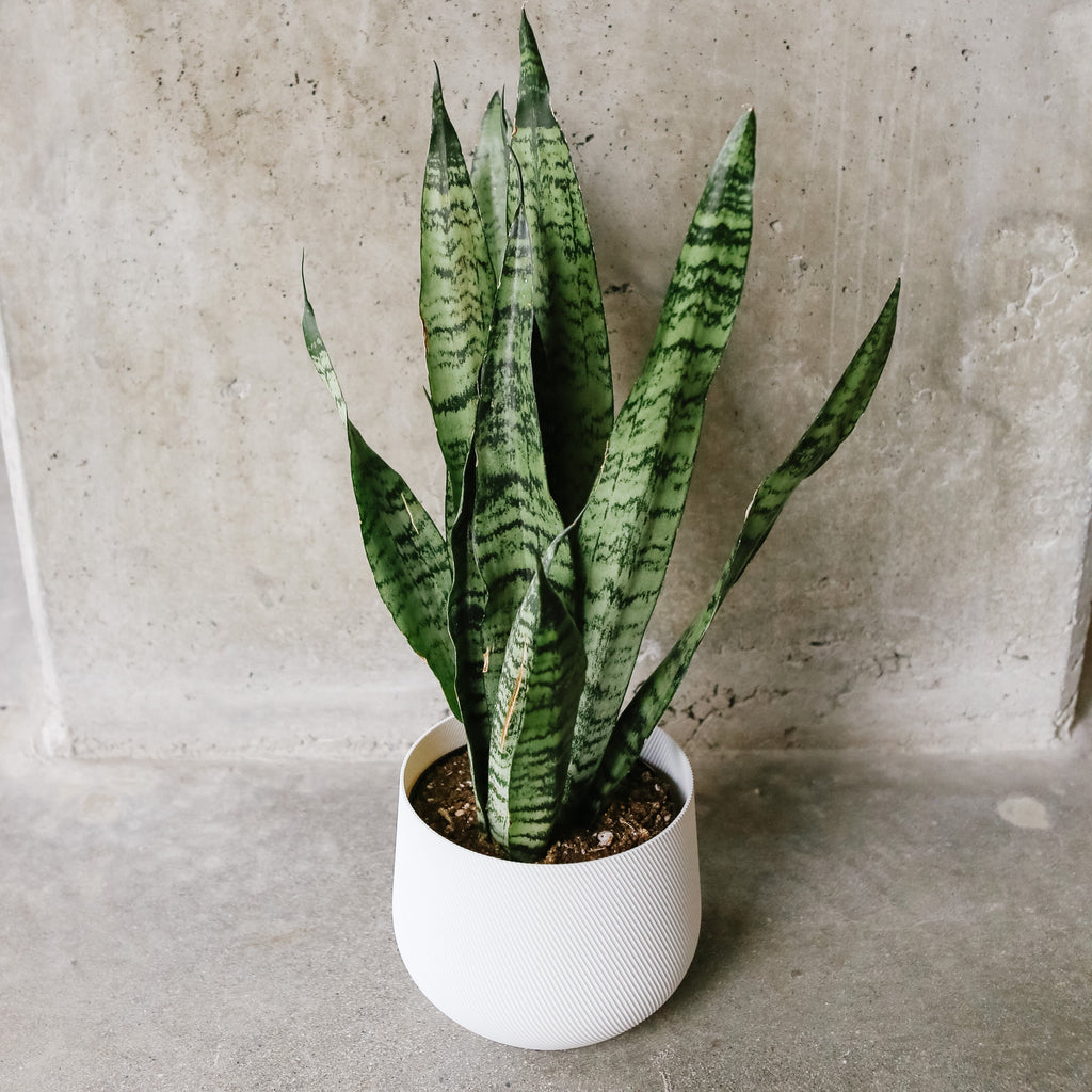 Snake plant with tall upright striped leaves in a white pot