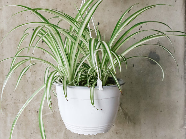 Variegated spider plant with green and white striped leaves