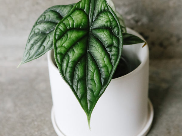 Alocasia Dragon Scale with textured silver-green leaves