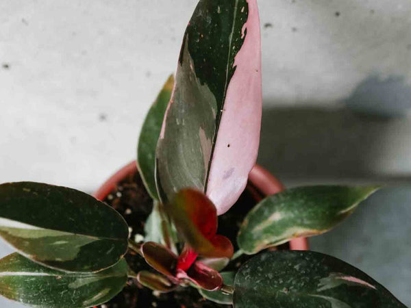 Philodendron Pink Princess with dark leaves splashed with bright pink