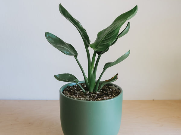 Bird of paradise plant in a green pot