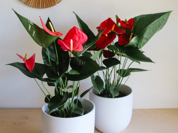 Flowering anthurium with glossy red heart-shaped blooms