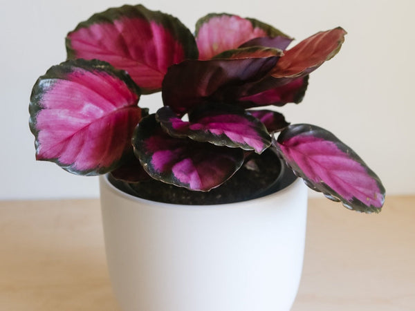 Calathea Rosy with pink and dark green leaves in a white pot