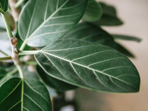 Ficus Audrey with velvety oval leaves
