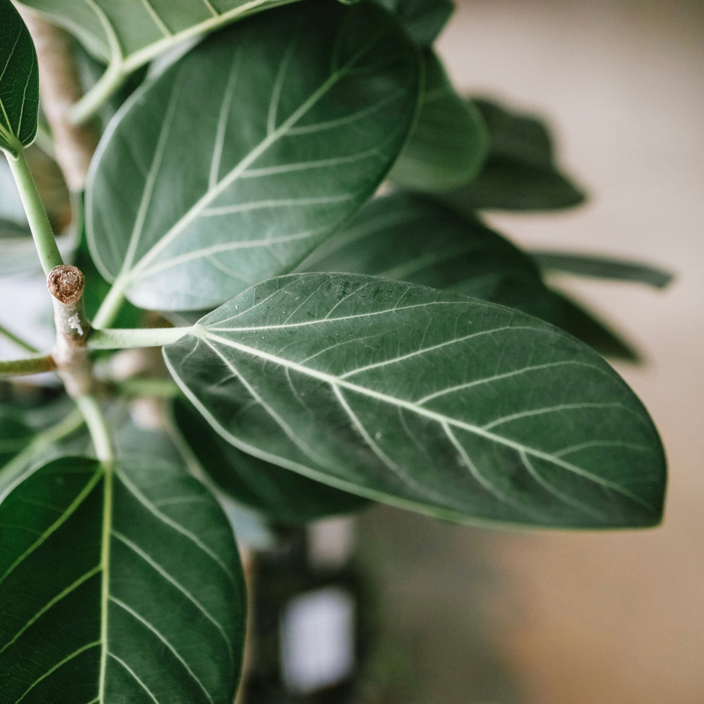 Ficus Audrey with velvety oval leaves