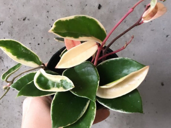 Hoya Krimson Queen with pink, cream and green leaves