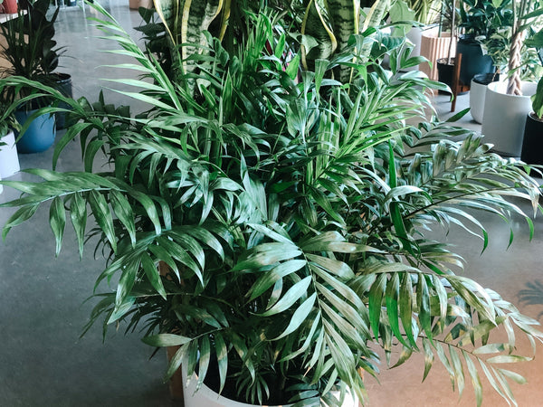 Large parlour palm in a white planter