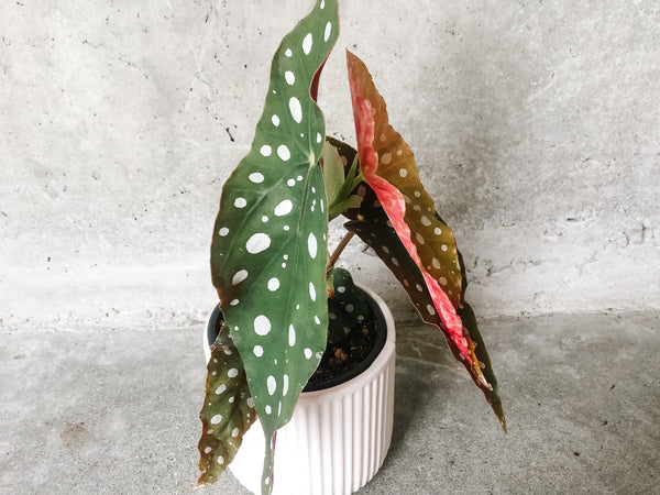 Begonia maculata with silver polka-dot leaves and red undersides