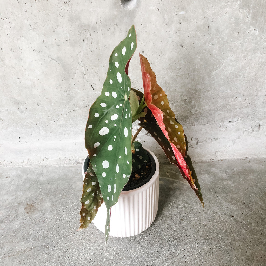 Begonia maculata with silver polka-dot leaves and red undersides