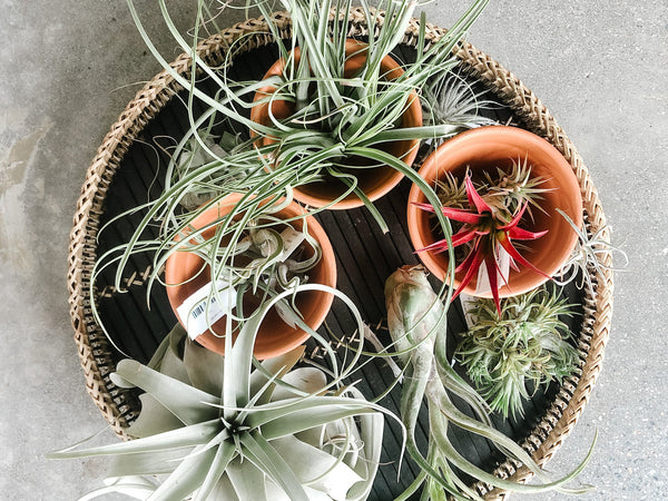Assorted air plants in terracotta pots on a woven tray