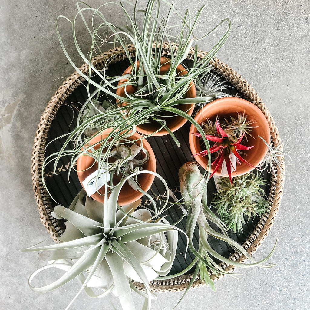 Assorted air plants in terracotta pots on a woven tray
