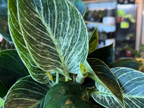 Philodendron Birkin with dark green leaves and white pinstripes