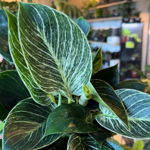 Philodendron Birkin with dark green leaves and white pinstripes