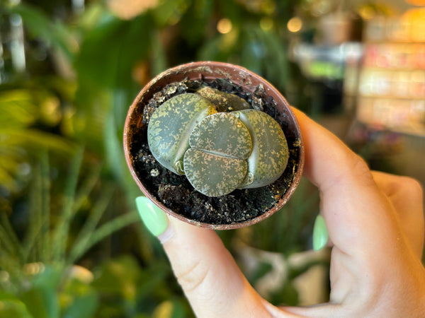 Lithops living stones in a small terracotta pot