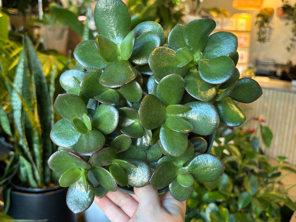 Jade plant with thick glossy oval leaves