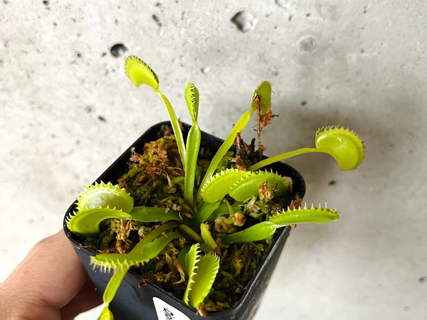 Venus fly trap with open red-lined traps